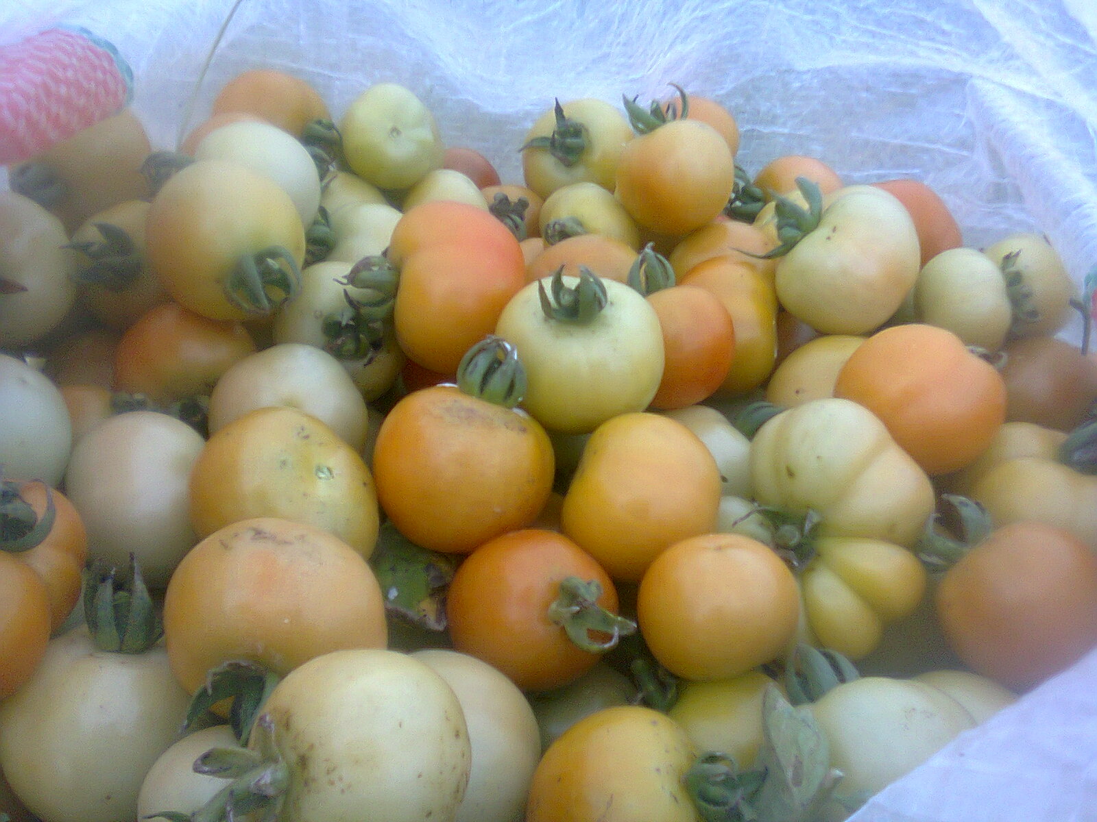 Gambar Foto Buah Rampai Tomat Khas Sumatera - Guru Ilmuan