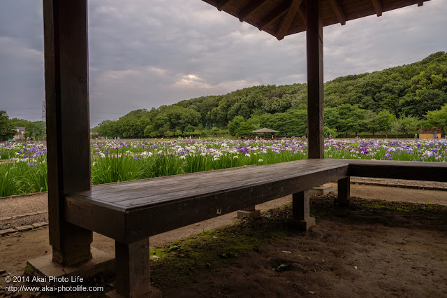 花菖蒲園の写真