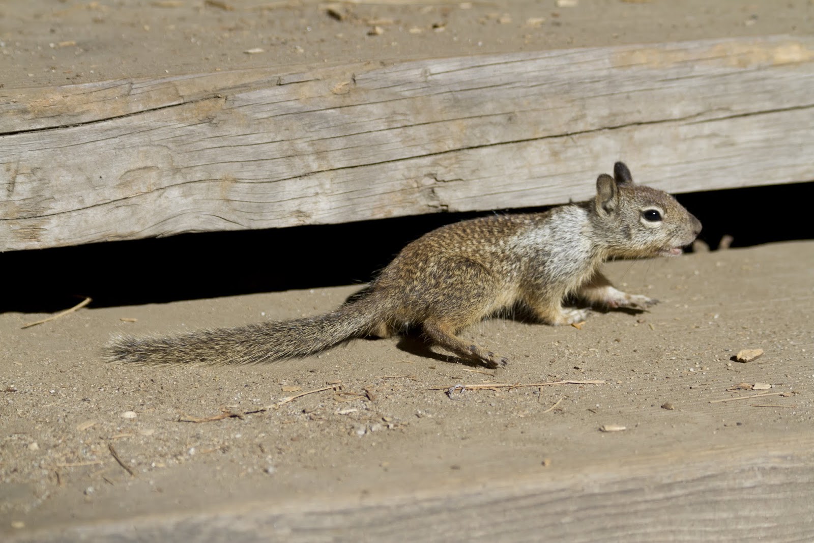 Naturetastic Blog Squirrels/Yosemite Village/Lower Yosemite Fall