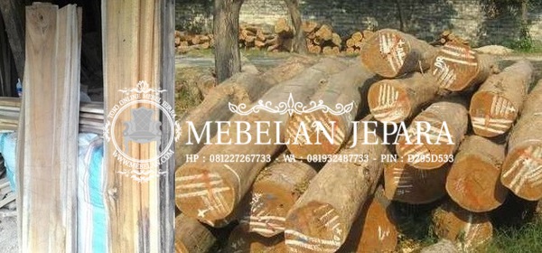 Proses Pemilihan dan Pemotongan Kayu Jati Proses Pemilihan dan Pemotongan Kayu Jati