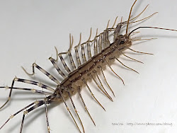 centipede centipedes legs bug lots bugs basement huge pest hairy insects fast michigan spiders control ucky bathroom gross flies poisonous