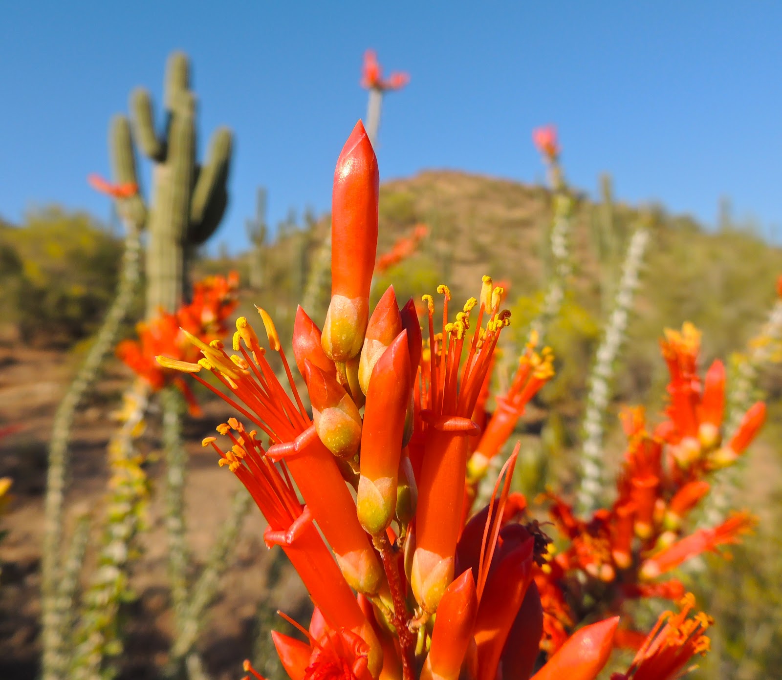 Scottsdale Daily Photo Photo The desert in bloom
