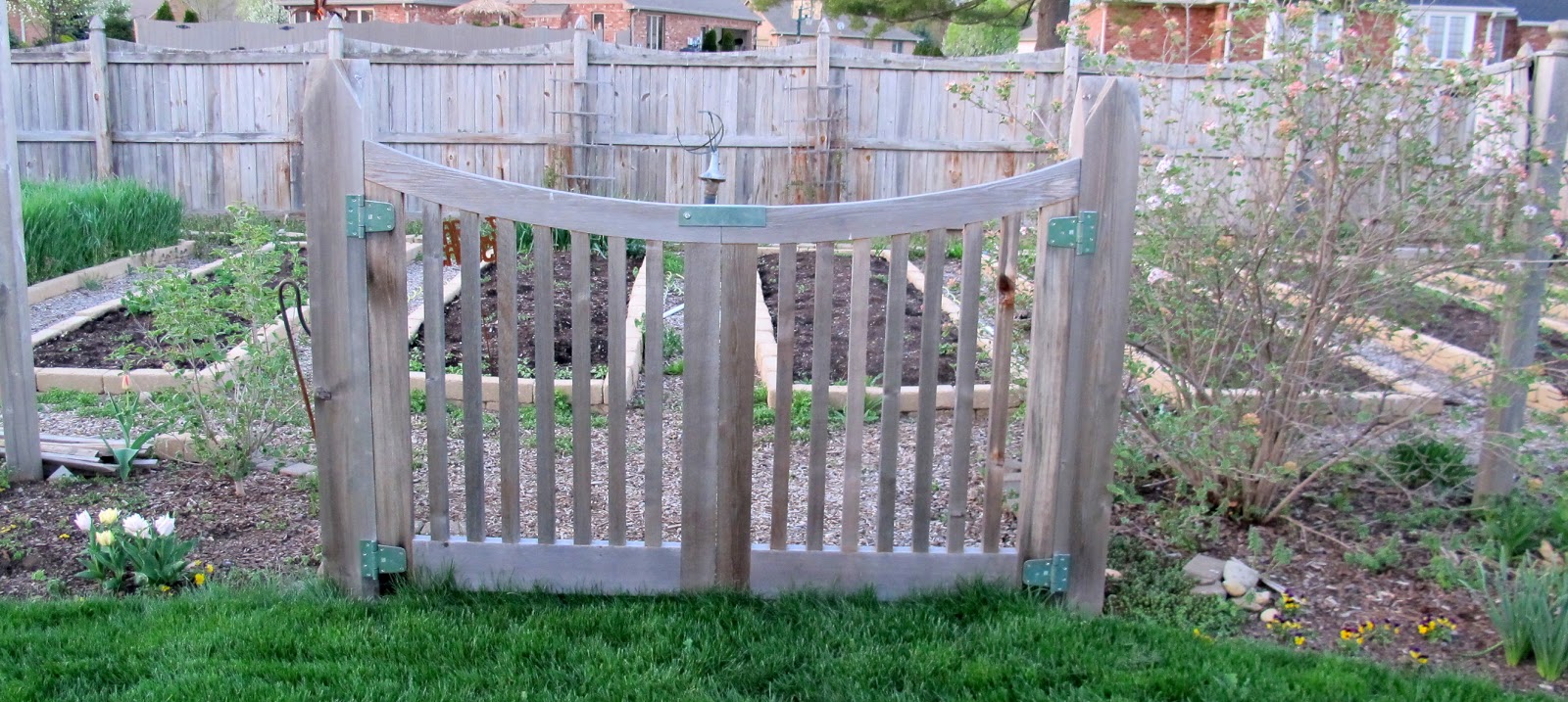 Flora Wonder Blog Viburnum When You Can Mulch Them