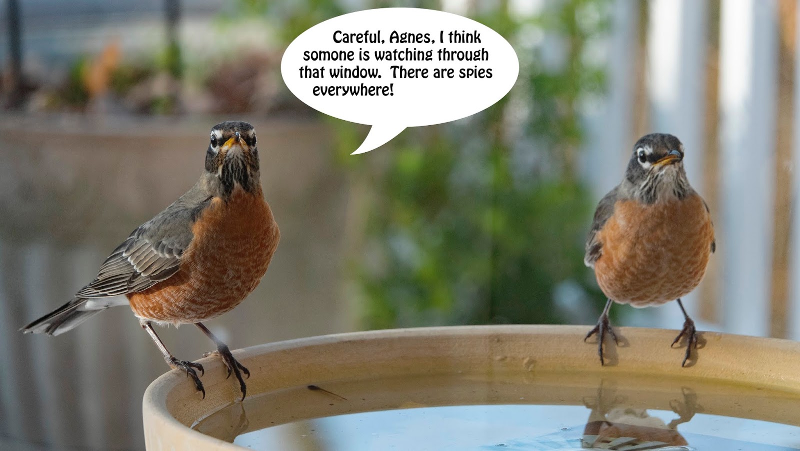 Room Without Walls Have I been watching too much at the Bird Bath...er