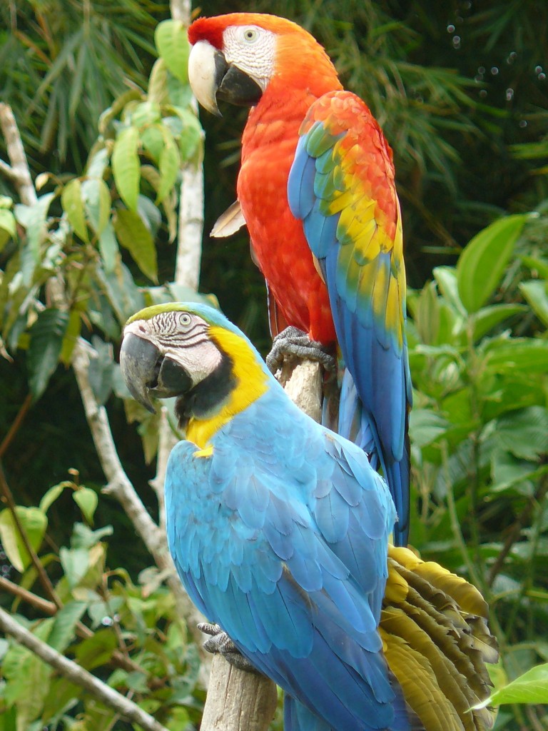 Aves exóticas Guacamayos