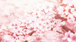 10 Gambar  Bunga  Sakura  Terpopuler Gambar  Animasi GIF  SWF 