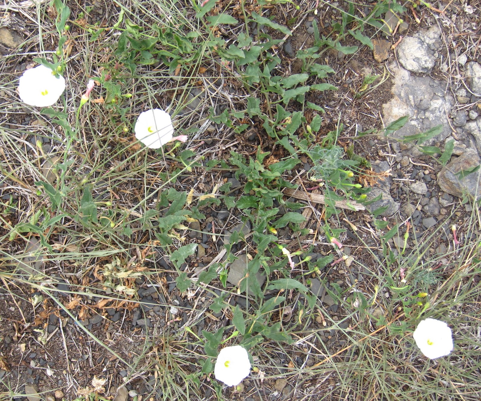 Field Bindweed Seed