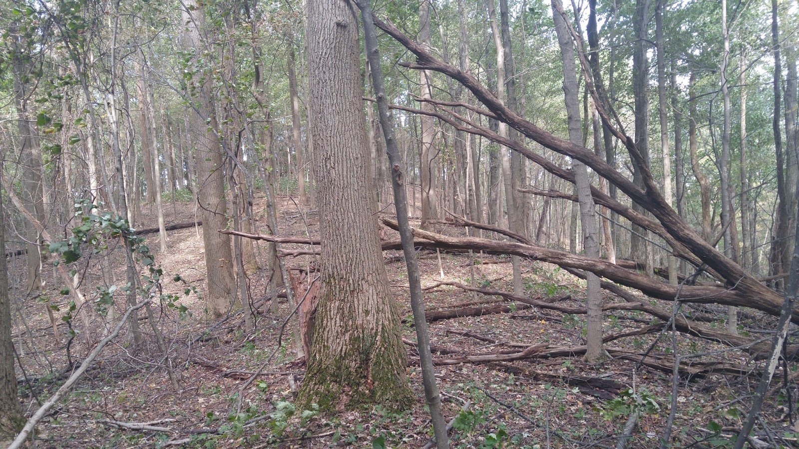 Hiking the Historical East Frozen Head State Park Chimney Top to the