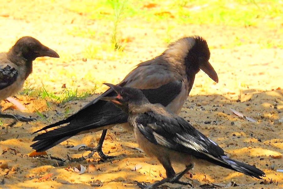 Белая Ворона Фото Птицы