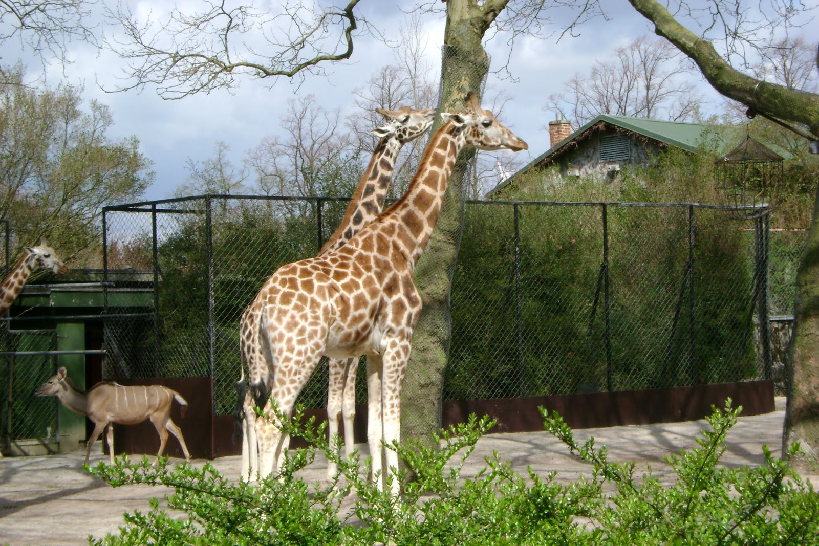 Prescott's Overseas Adventures The Hamburg Zoo