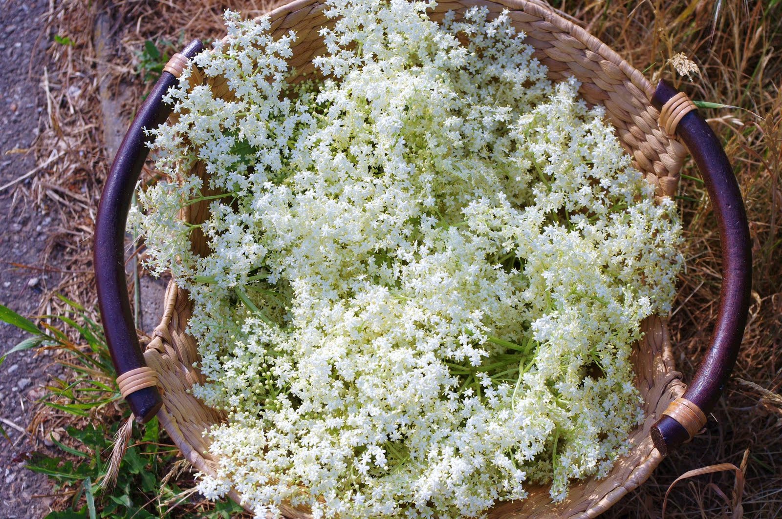 stuttgartcooking: Holunderblüten-Sirup