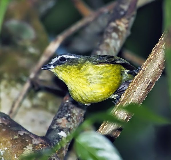 Birds of the World Yellowbellied tyrannulet