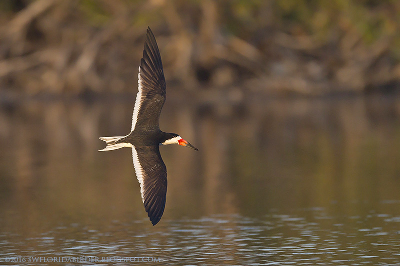 Little Estero Lagoon Spring Nesting Focusing on Wildlife