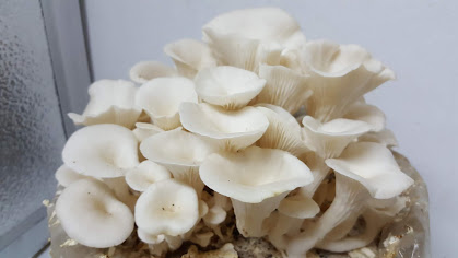 JMP Mushroom: 7 Amazing Health Benefits of Oyster Mushrooms
