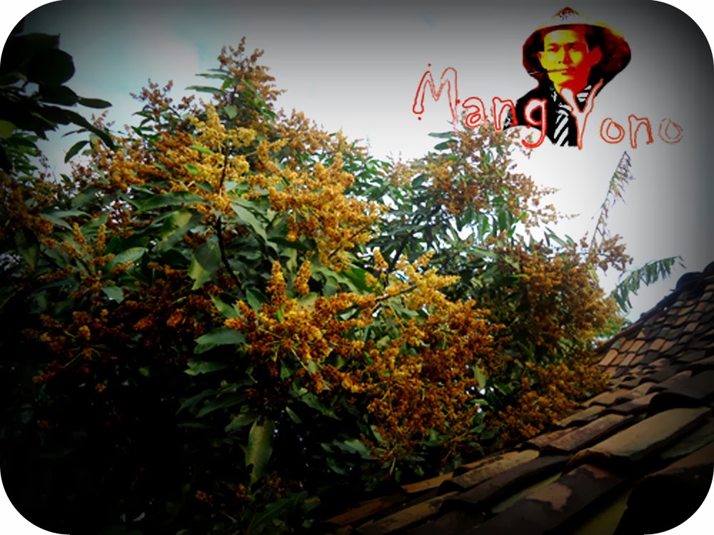 Bunga Mangga keluar bukan pada waktunya - Blog Mang Yono Bunga Mangga keluar bukan pada waktunya - Blog Mang Yono