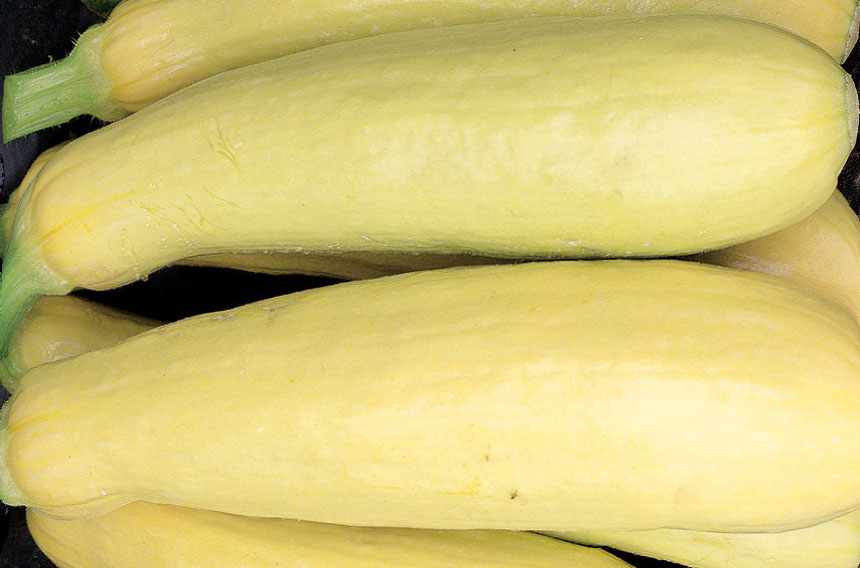 Culinary Physics How to Cook Summer Squash? Yellow Squash