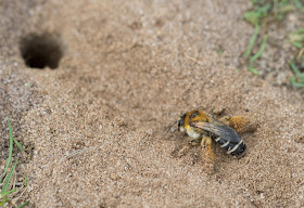 Pantaloon Bee - Minsmere RSPB