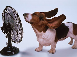 basset hound cooling