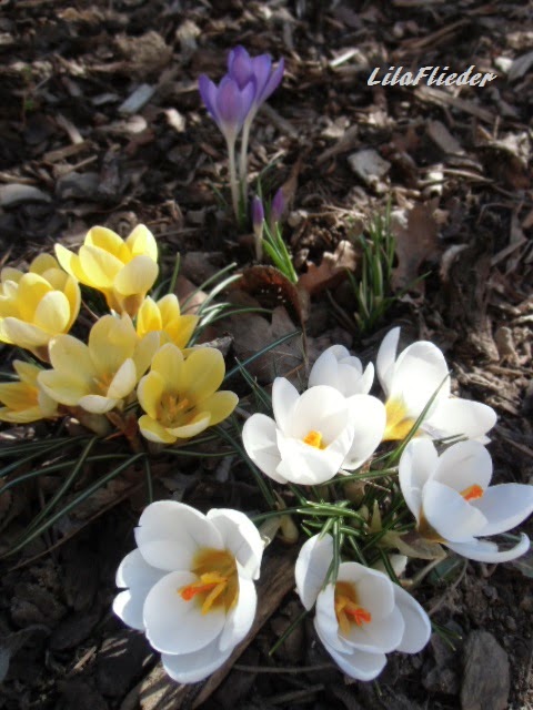 Lila Flieder Garten Februar 2015