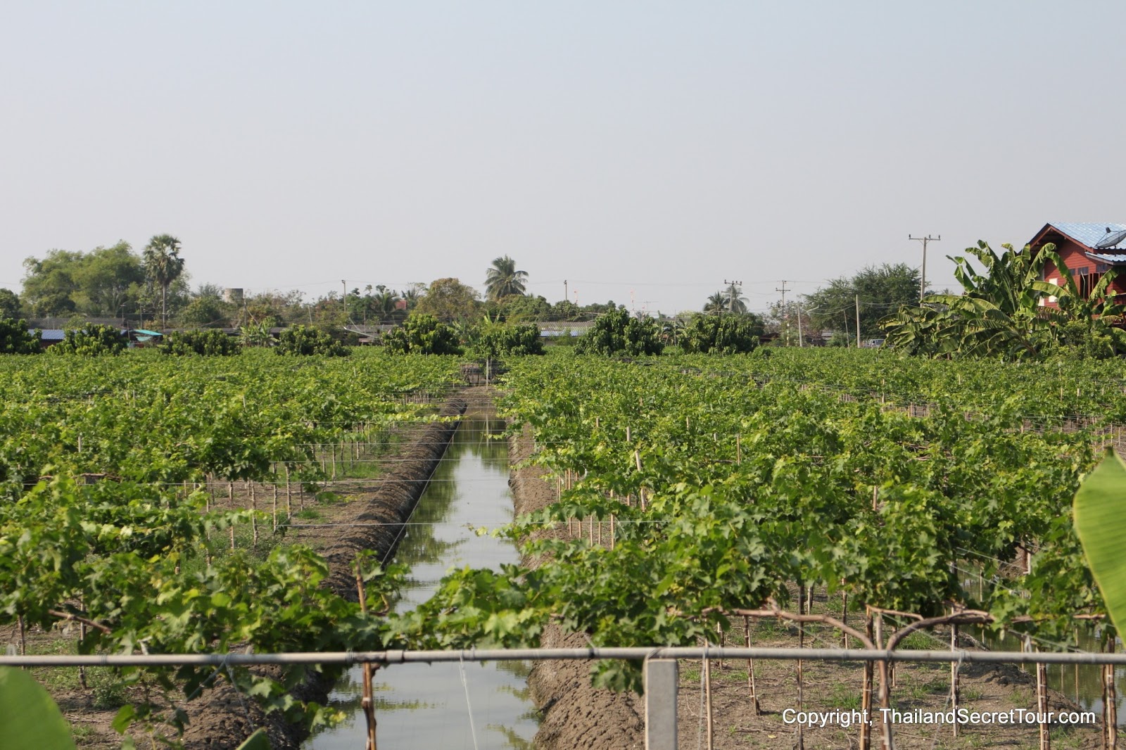 Thailand Secret Tour Diary Baan Paew's fruits plantation and orchid farm