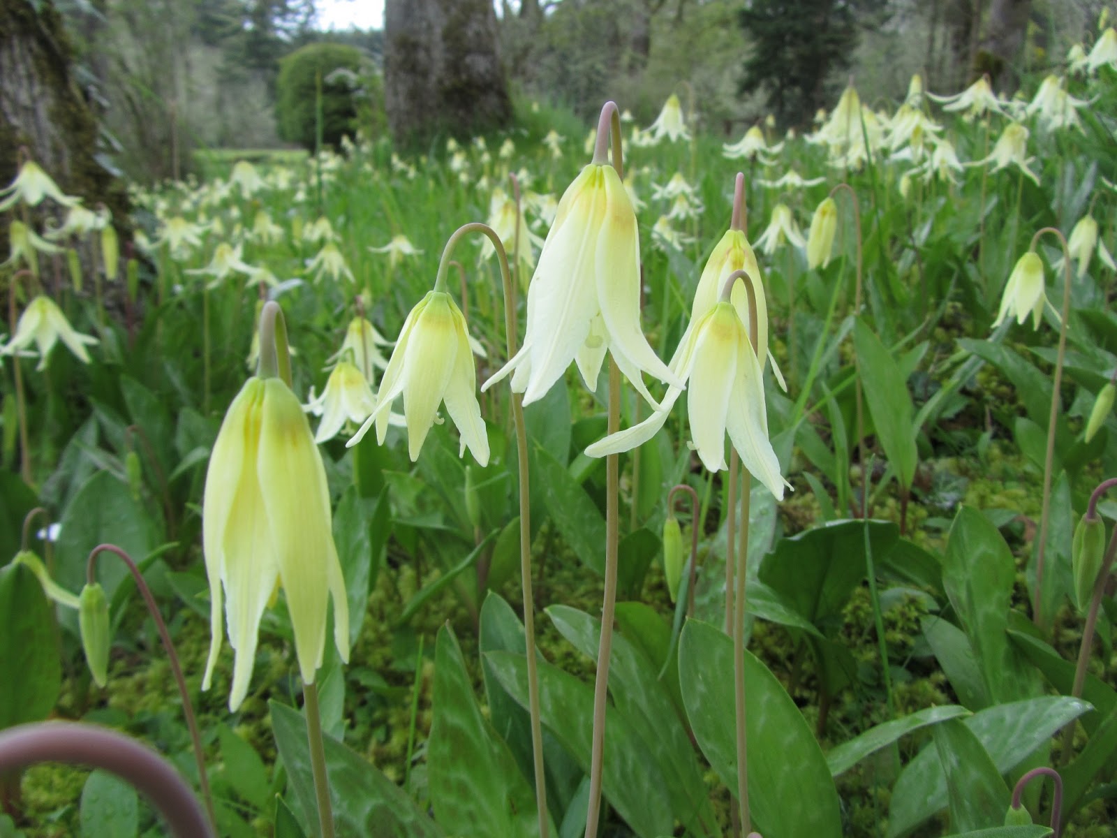 Four Hills of Squash Lamb's Tongue Season