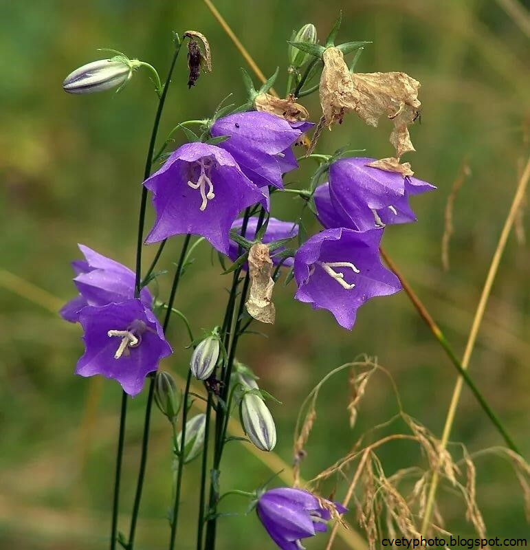 Колокольчик растения из семейства колокольчиковых цвет