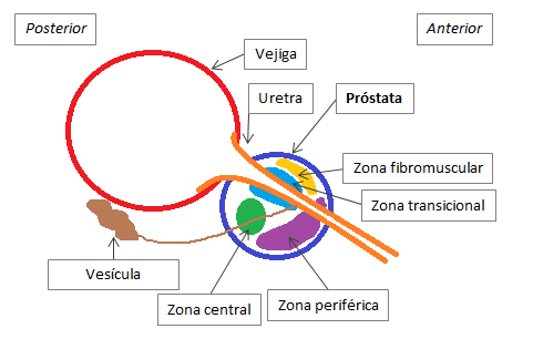 anatomia da prostata zonas