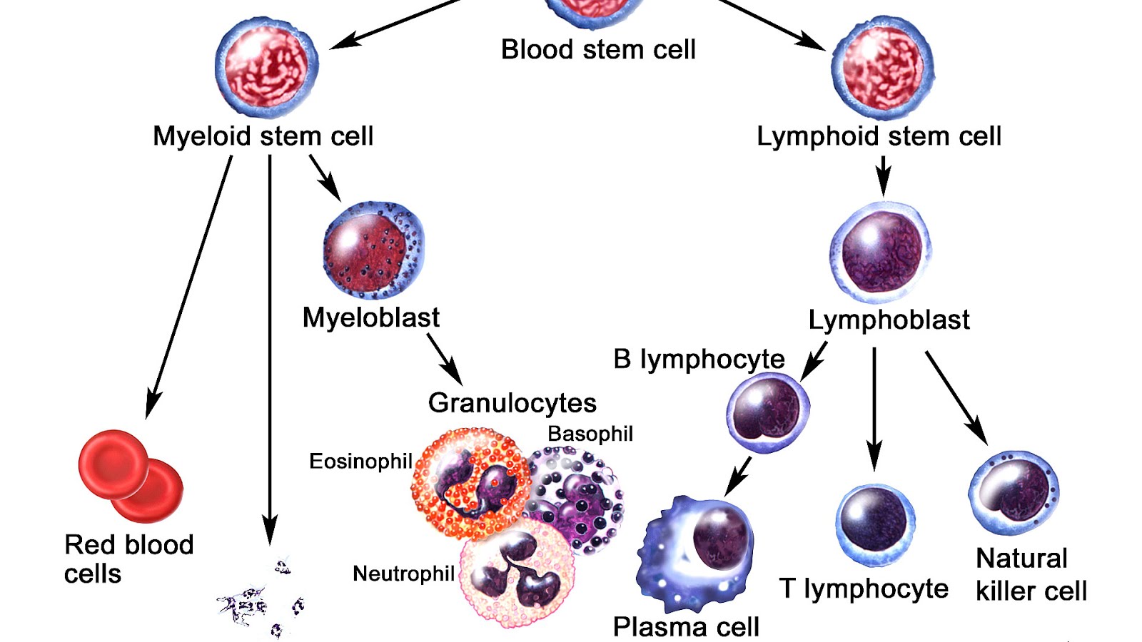 Кровь на б клетки. Промиелоциты и миелоциты. Миелоциты и метамиелоциты. Миелоцит микроскопия. Т-лимфоциты иммунной системы схема.