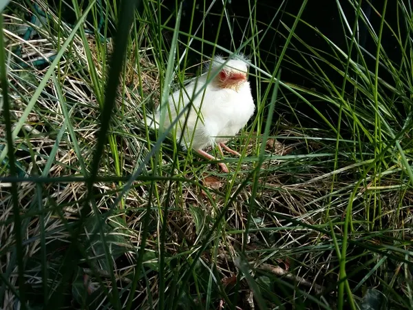 The whiteBlackbird of Hatherleigh. Photo: copyright  Jo Pullin (All rights reserved)