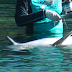 PARADÓJICO: Explotadores de delfines analizarán “aspectos filosóficos” del bienestar de estas especies marinas