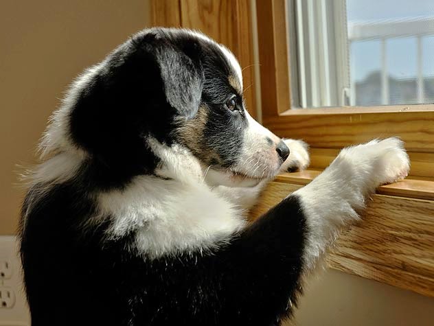 Ansiedad por separación