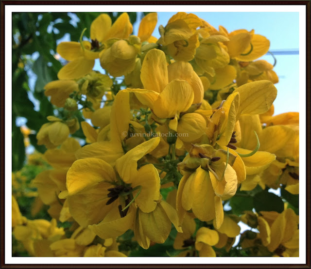 Golden, Yellow Flowers, Cassia Fistula, The Golden Shower Tree, 