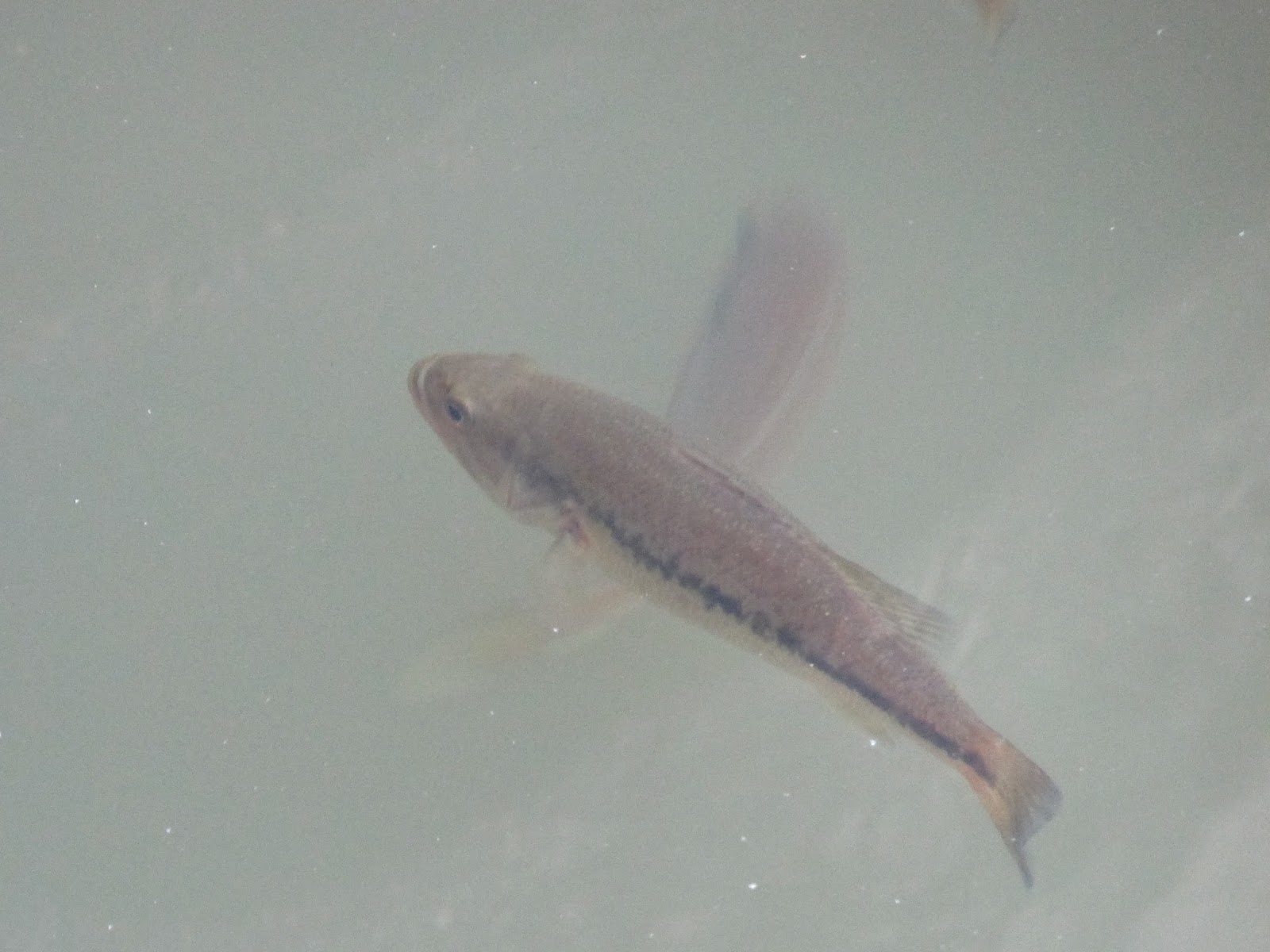 Massapequa Preserve Fish