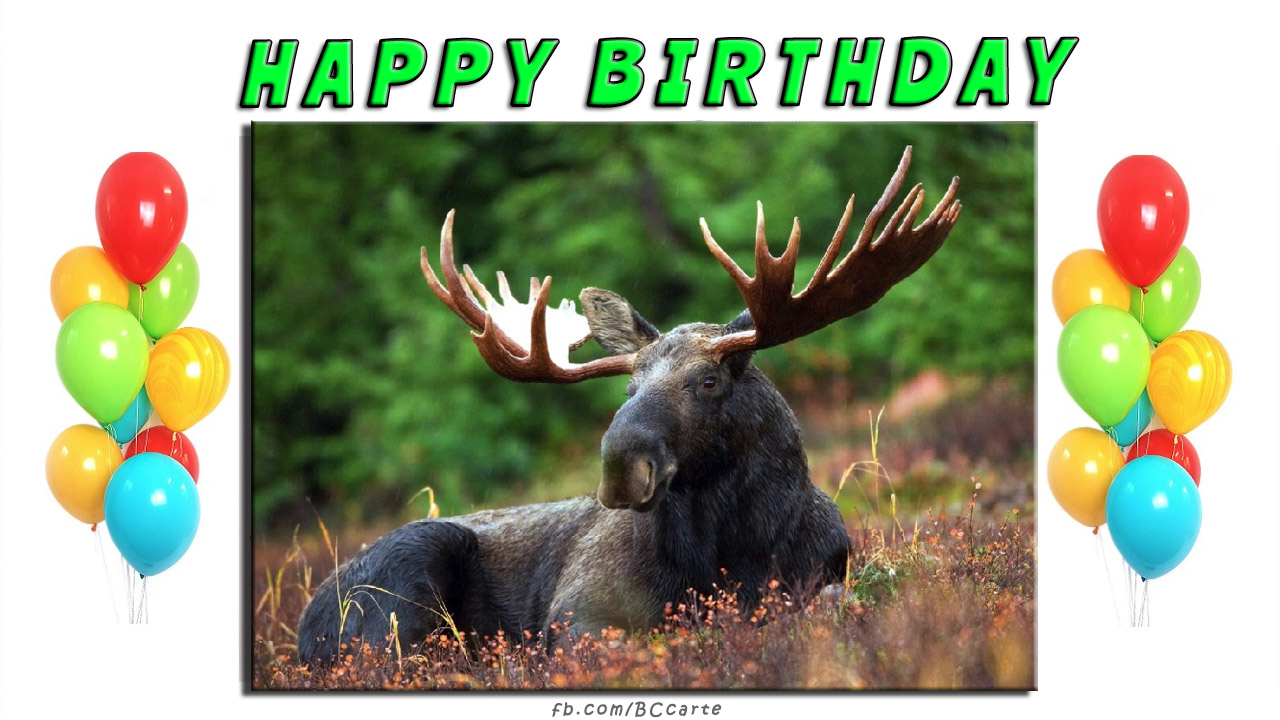 deer-illustrated-birthday-greeting-card