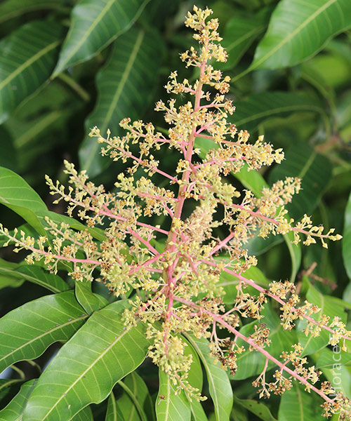 Butterflies of Singapore: Larval Host Plant for Butterflies: Mango