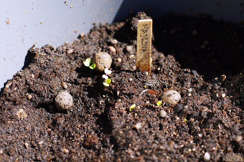 Growing turnip, photo by Alicia Sivertsson.