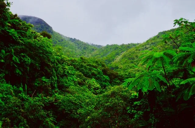 Rainforest in Puerto Rico, the Caribbean