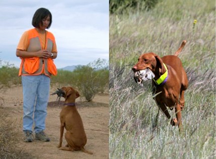 Tori retrieving a quail