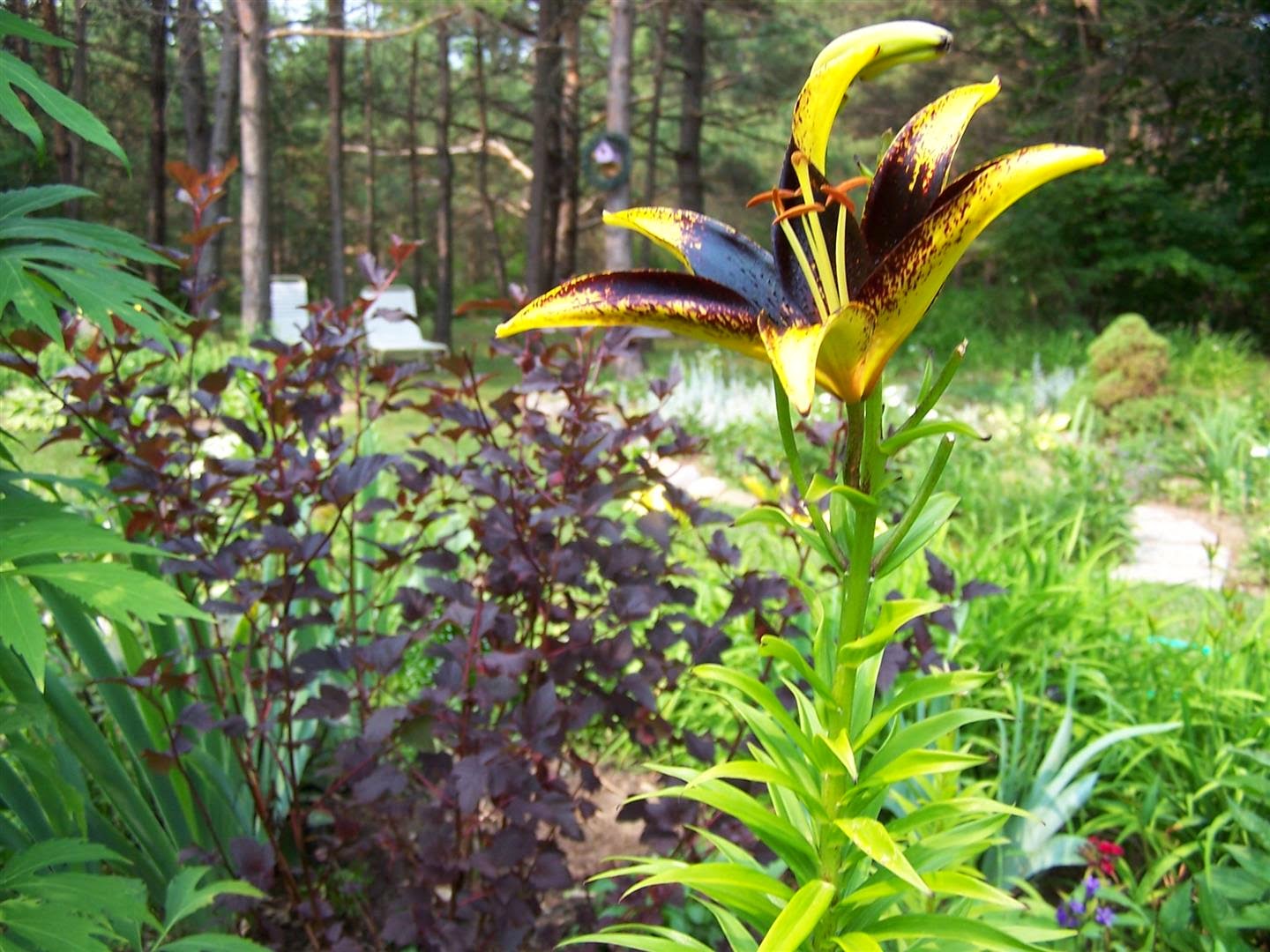 Companion Plants For Calla Lilies - Companion Planting: What Flowers To Plant Together?