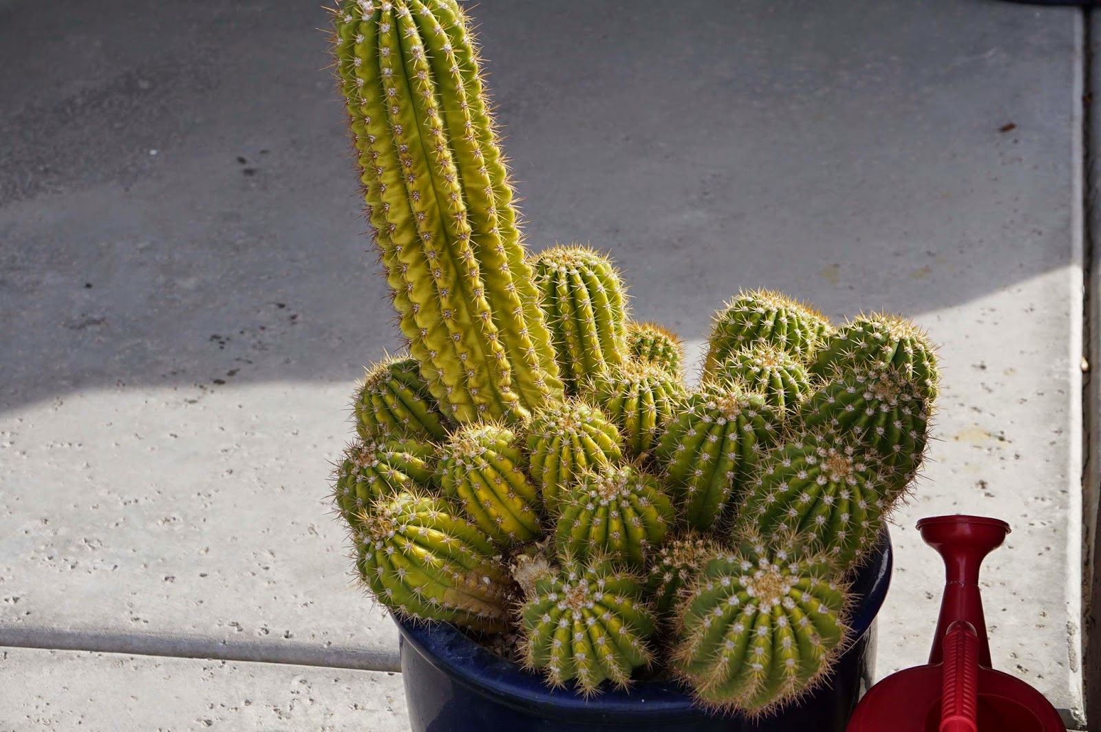 Xtremehorticulture of the Desert Argentine Cactus is Yellowing
