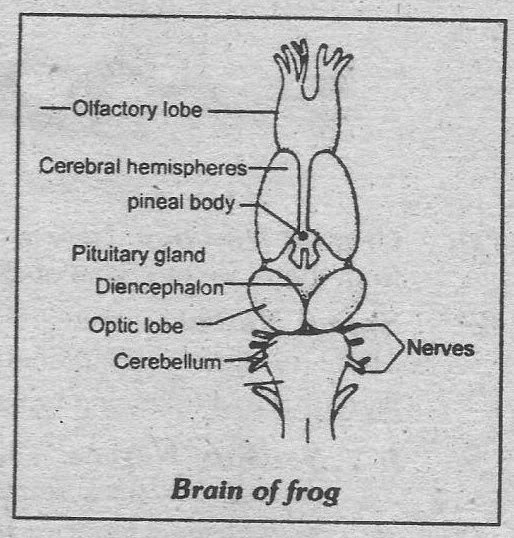 Notes Guide Book: Explain the nervous system of frog.