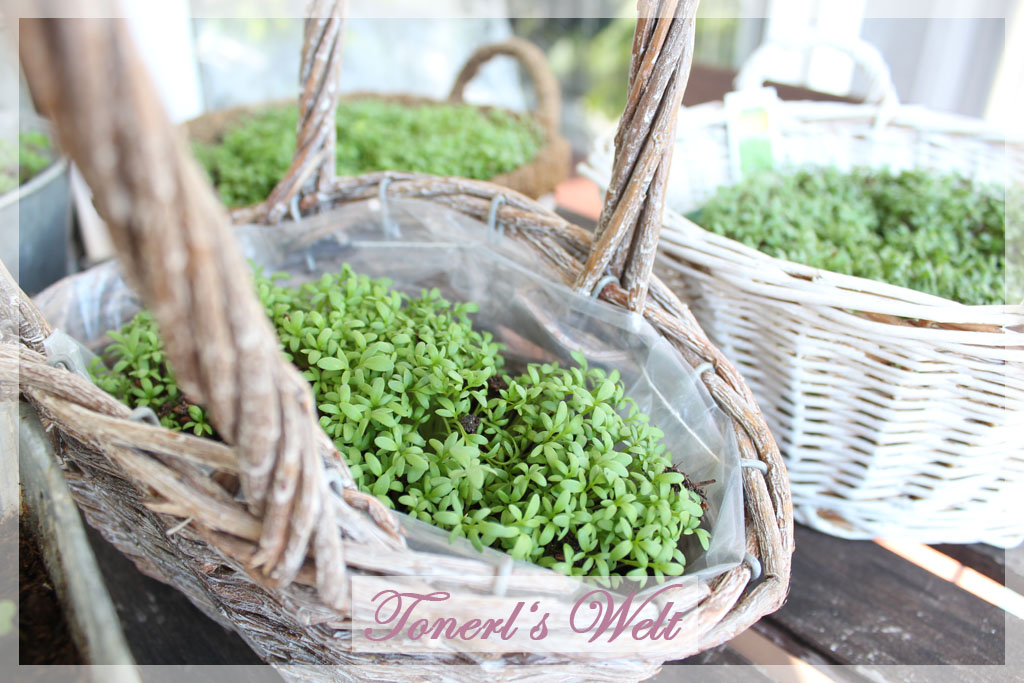 Tonerl's Welt: Sommer auf dem Balkon