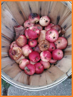 Basket of apples, nibbled on by wildlife.
