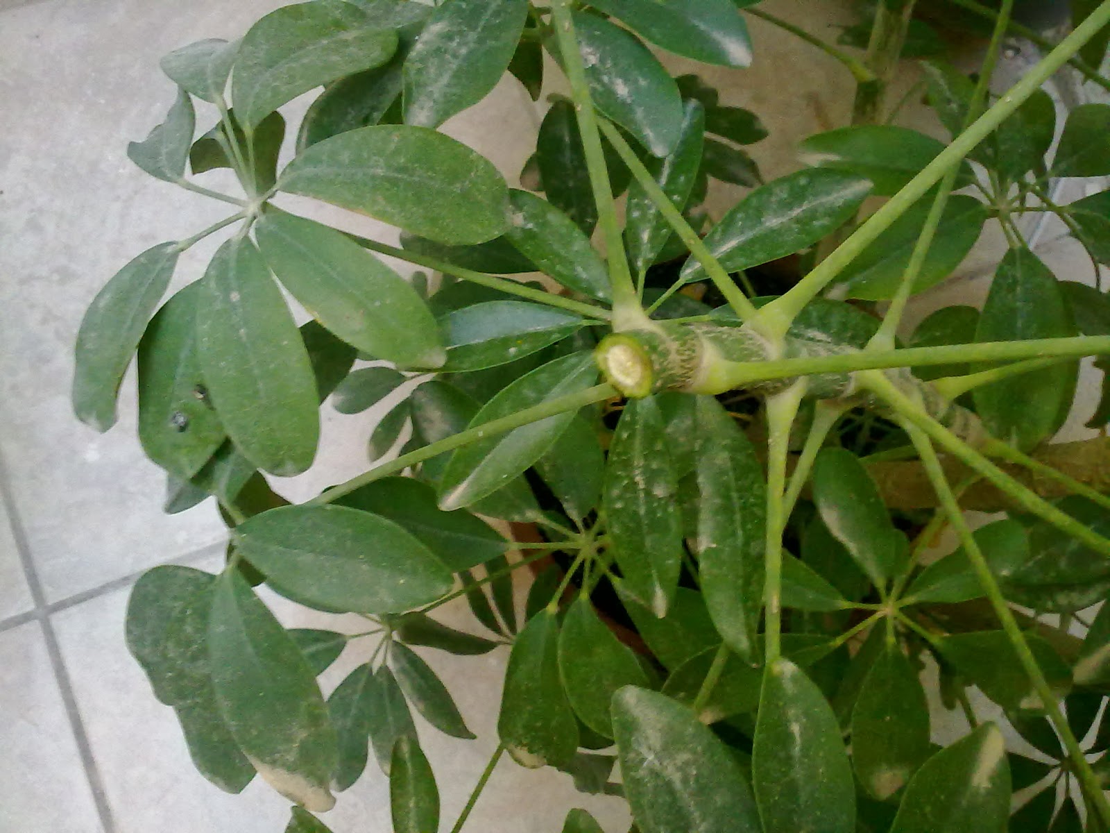 How To Prune The Schefflera Arboricola | Green Patches - Mediterranean ...