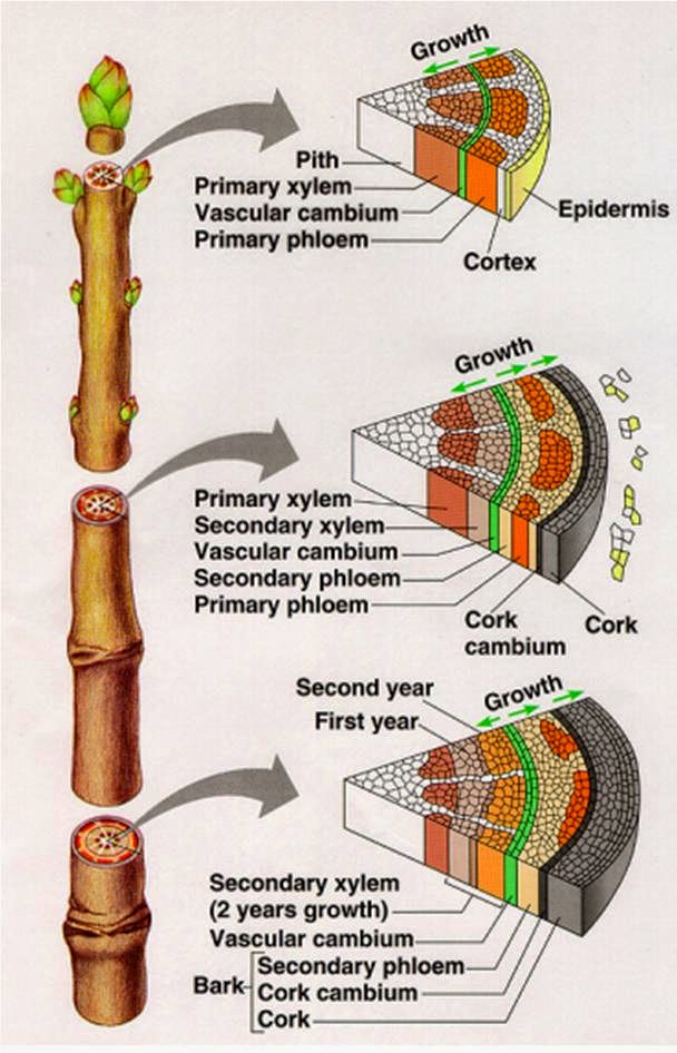 EnoViti: Why Does a Grape Cane Shred Its Bark