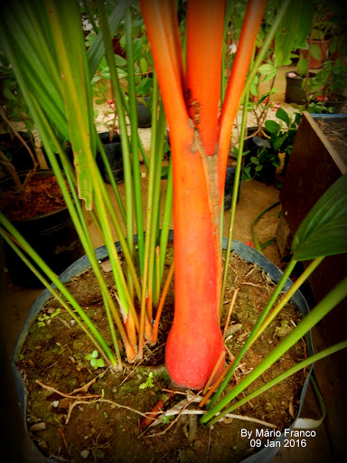 Meu Cantinho Verde PALMEIRALACA, PALMEIRAVERMELHA  ( Cyrtostachys