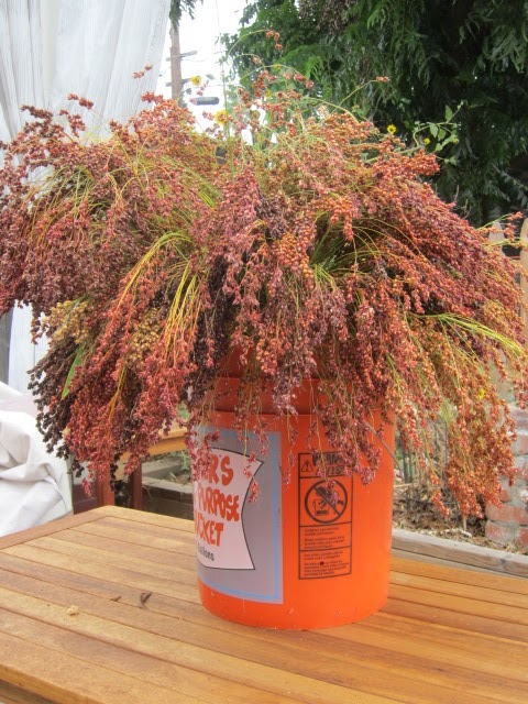 Kate S Adventures The Broom Blooms Bonnier