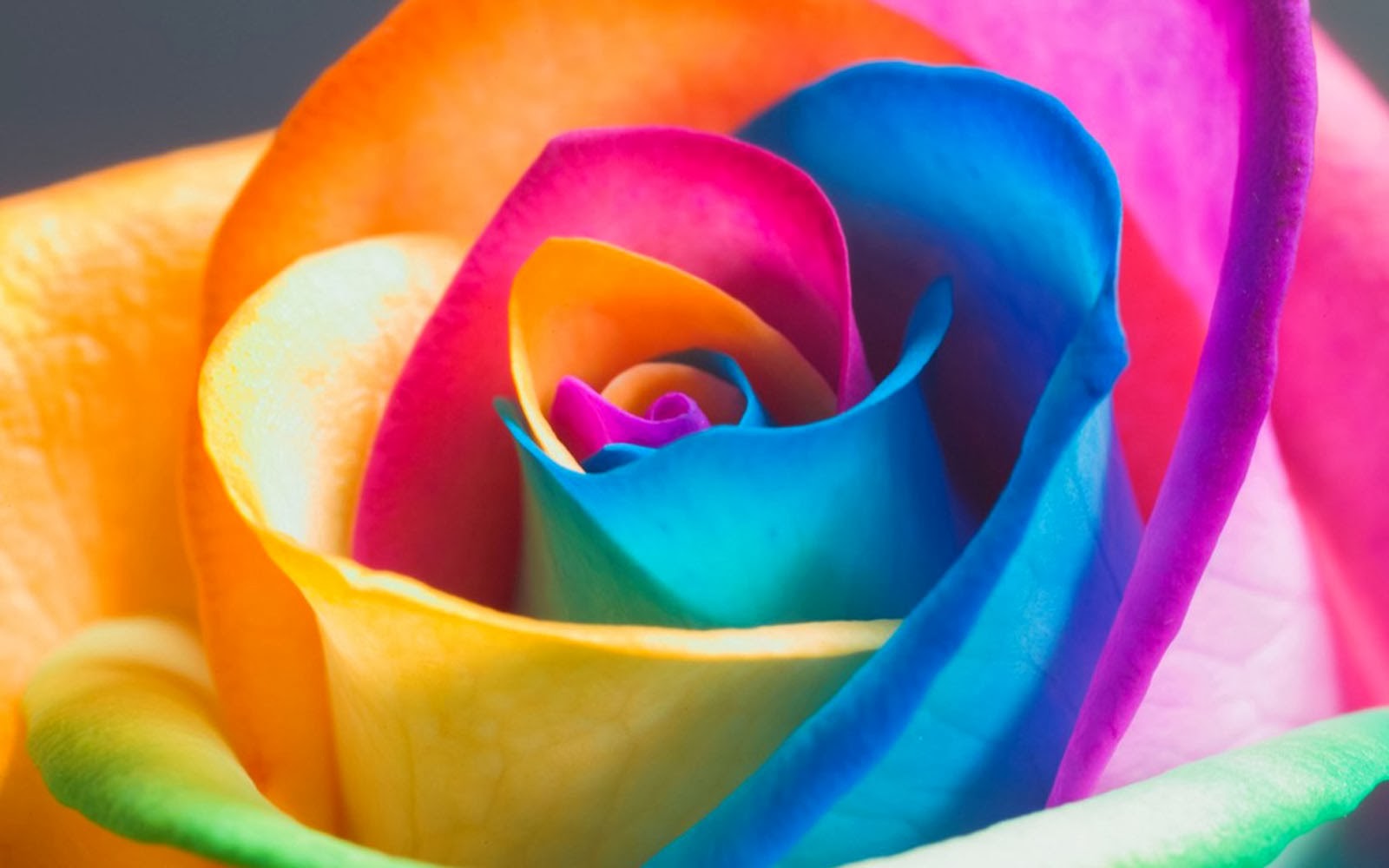 Colorful Rose Wallpapers