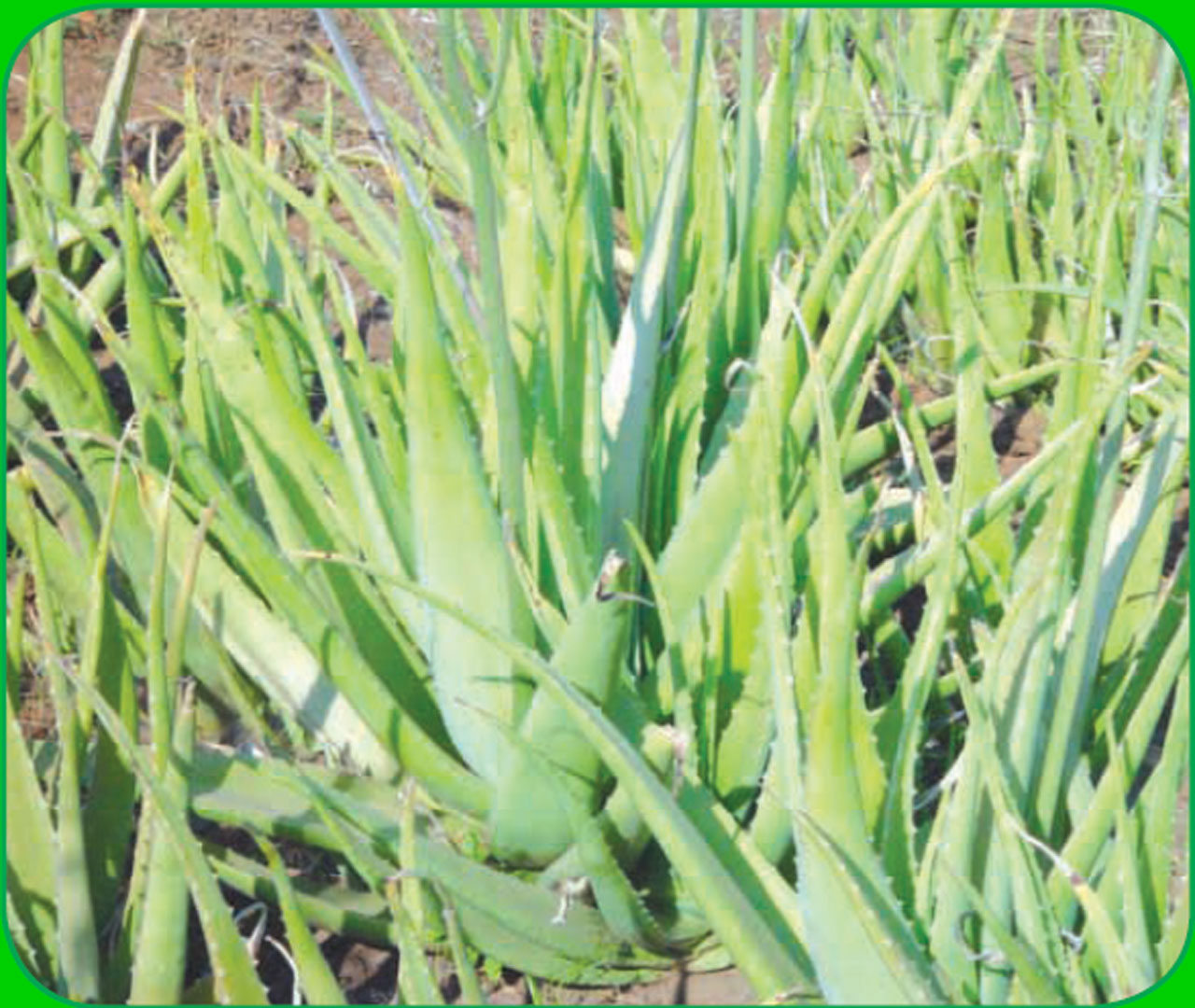 Aloe Vera, A Plant which has history Before Christian, Amazing facts