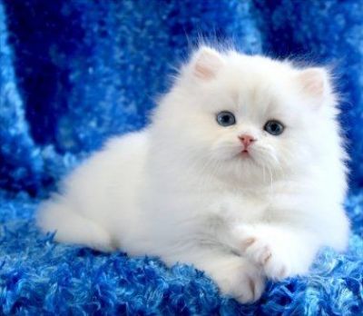 persian cat doll face cats kittens teacup kitty kitten want would adorable gossip celebrity ragdoll howearning posted mallow name